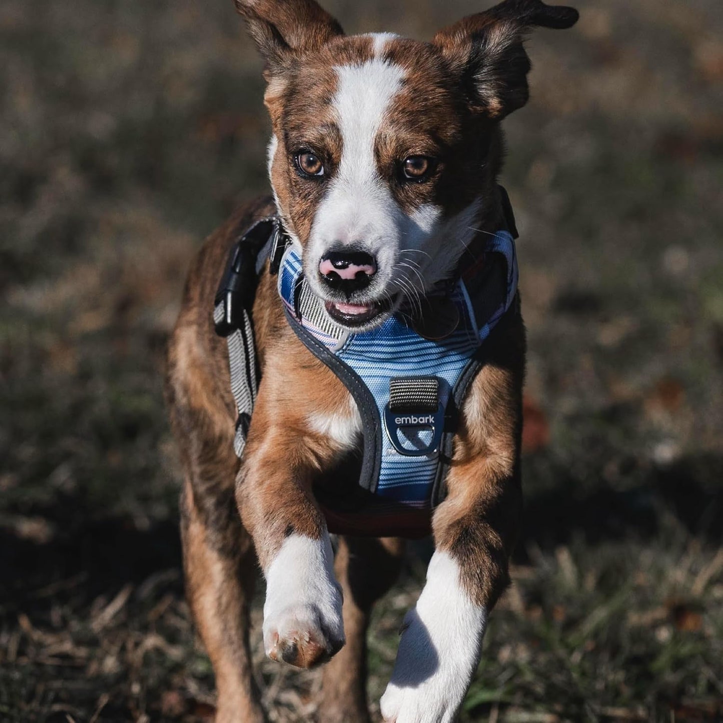 Embark Urban Dog Harness No-Pull Dog Harness for Small Dogs, Medium & Large. 2 Leash Clips, Front & Back with Control Handle, Adjustable Black Dog Vest for Any Breed, Soft & Padded for Comfort