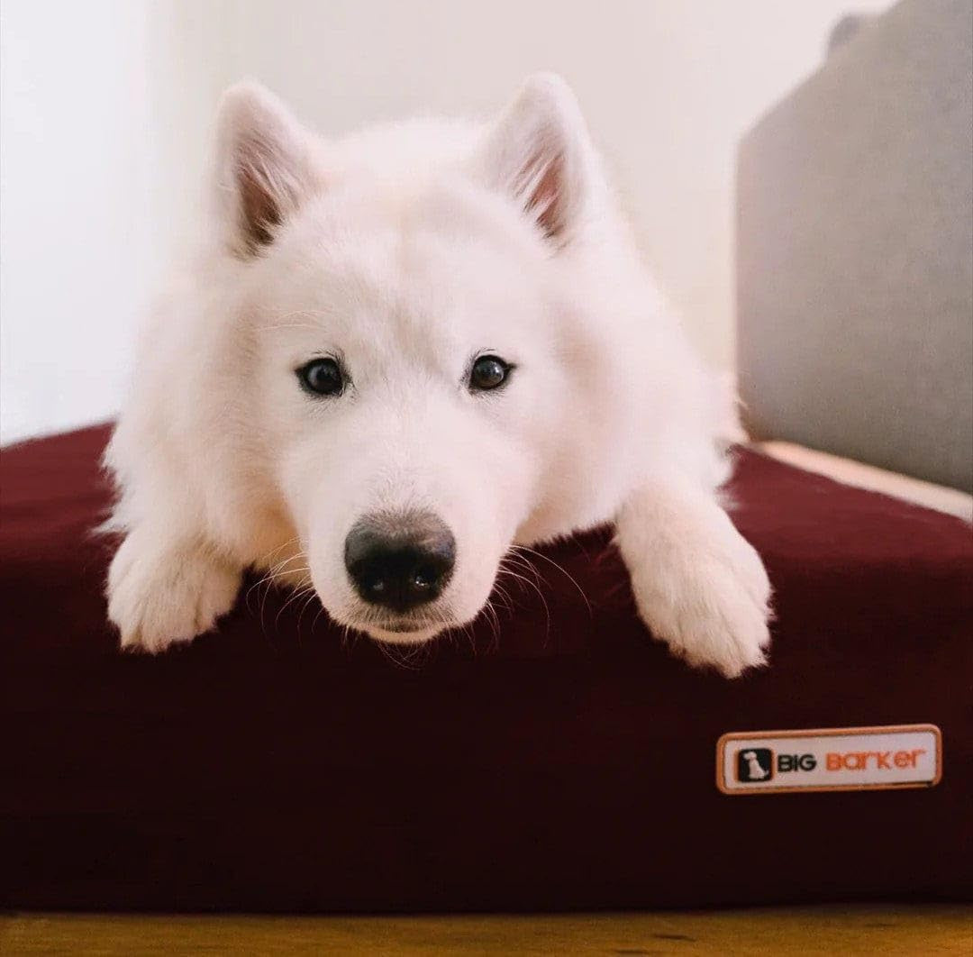 7" Pillow Top Orthopedic Dog Bed for Large and Extra Large Breed Dogs (Sleek Edition) (Large (48 X 30 X 7), Burgundy)