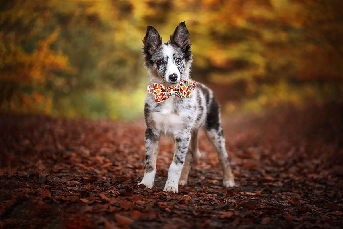 Fall Dog Collar, Male or Female Dog Collar with Bow Adjustable Soft Bow Tie Dog Collars for Small Dogs